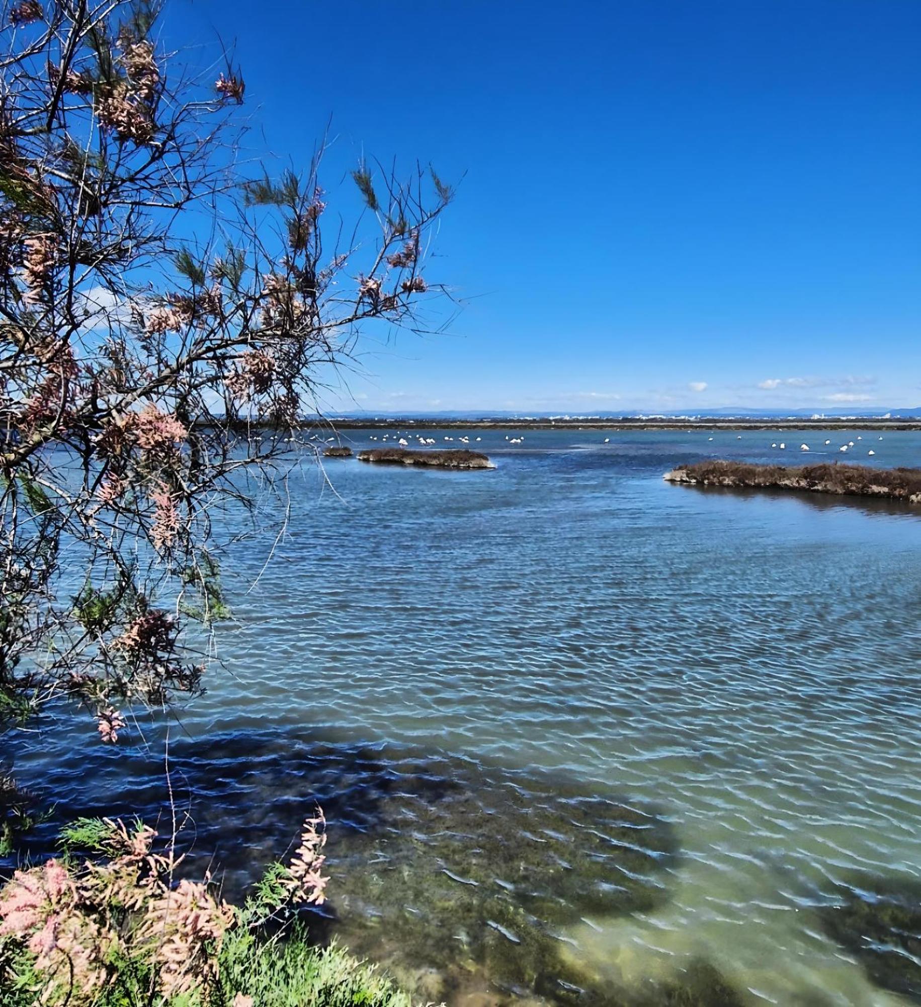 Appartamento Sable & Pampas - Meuble De Tourisme 5 Etoiles Carnon-Plage Esterno foto
